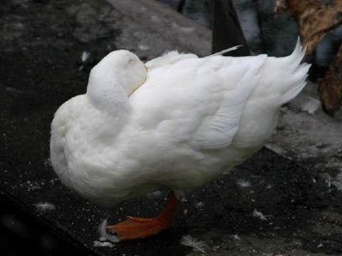 一本足 2004/02/03-2