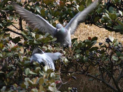 羽ばたく 2004/02/05-2