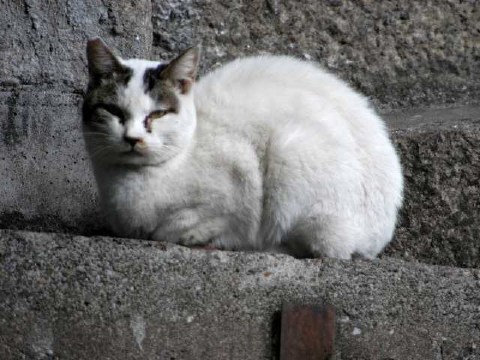 にらみ 2004/02/09-2