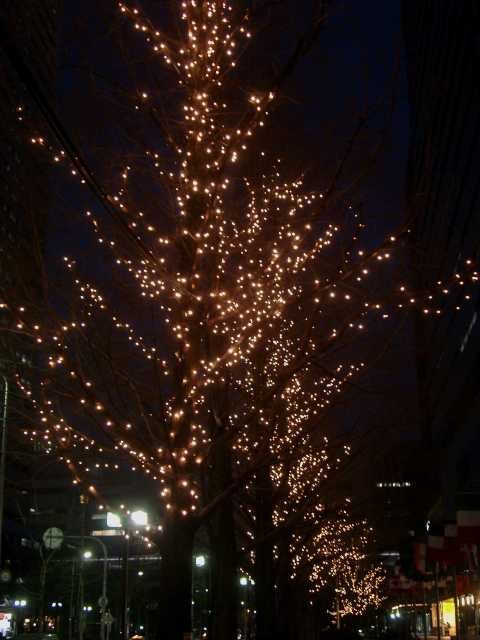 光る樹々 2004/02/12-1