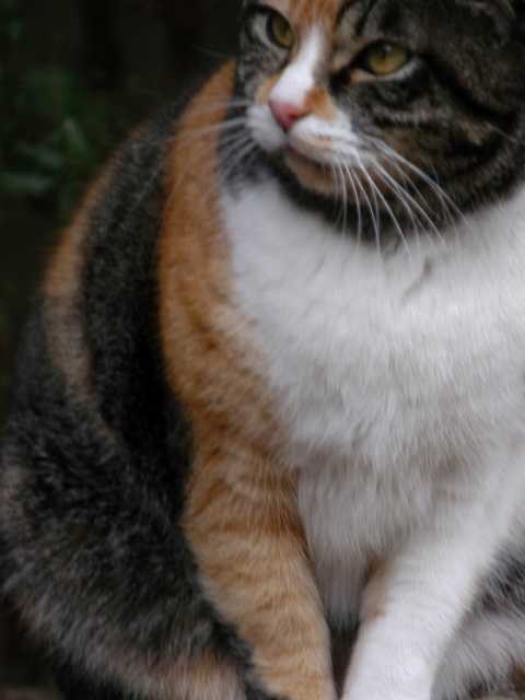 本日の猫 2004/02/12-3