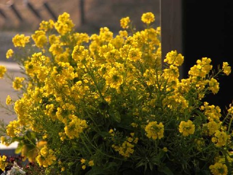 春のいろ 2004/02/14-1