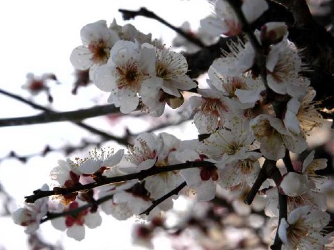 梅の花 2004/02/14-2