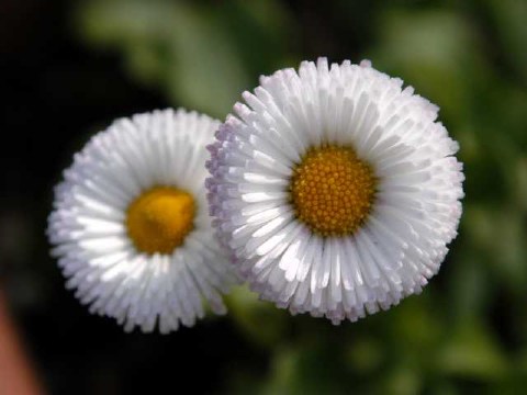 仲良し 2004/02/14-4