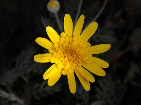 色鮮やか 2004/02/18-1