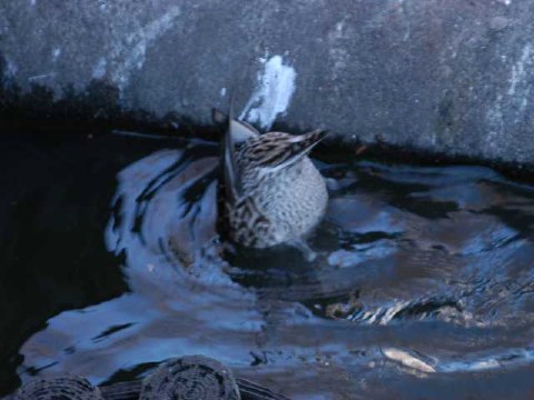 あたま隠して 2004/02/18-2