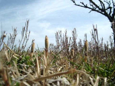 つくし 2004/03/15-1