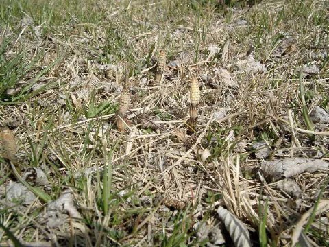 つくし2 2004/03/15-2