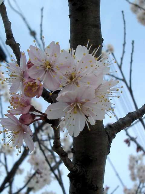 さくら2 2004/03/16-2