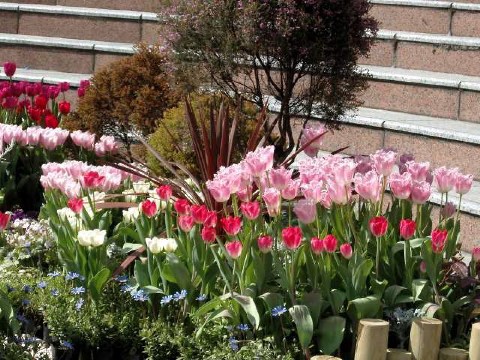 チューリップ 2004/03/17-1