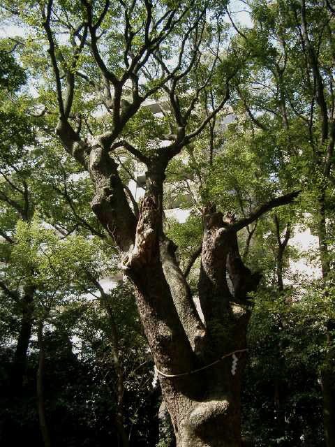 ご神木？ 2004/03/17-2