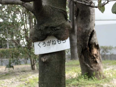 くろがねもち 2004/03/27-1