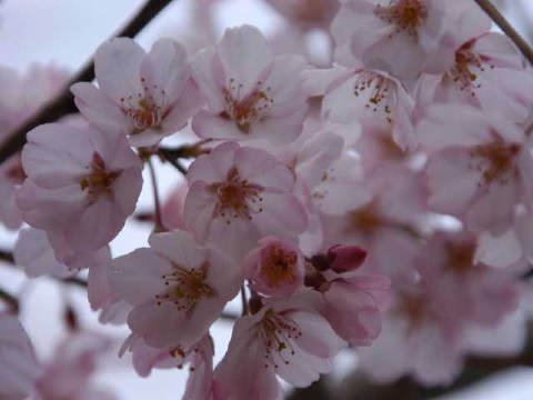 さくら 2004/03/28-1