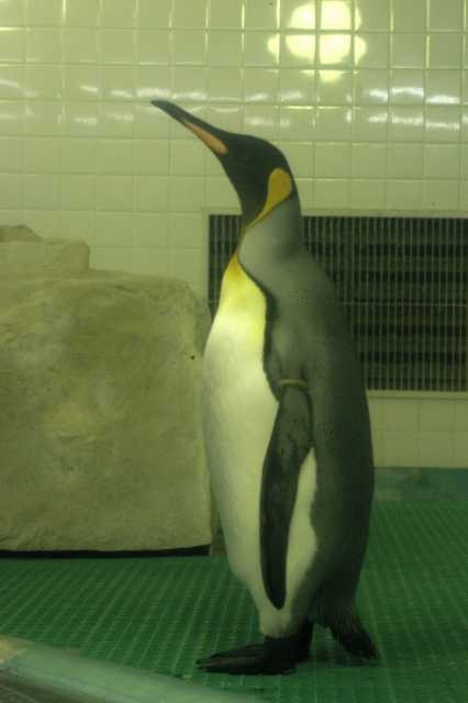 ぺんさん!? 2004/03/29-2