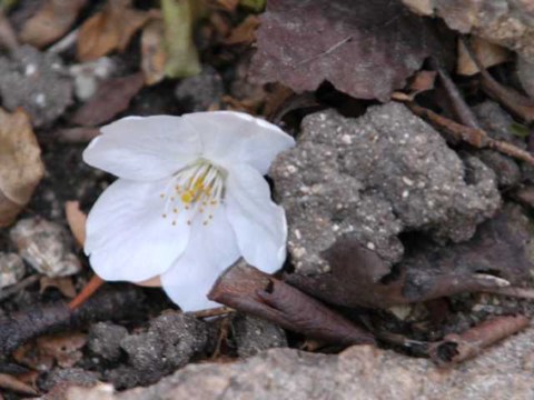 今日のさくら 2004/04/02-3