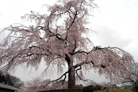 今日の桜 2004/04/04-2