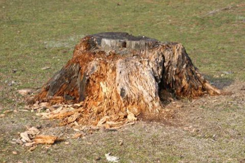 切り株 2004/04/05-1