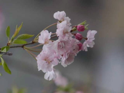 今日の桜 2004/04/05-2