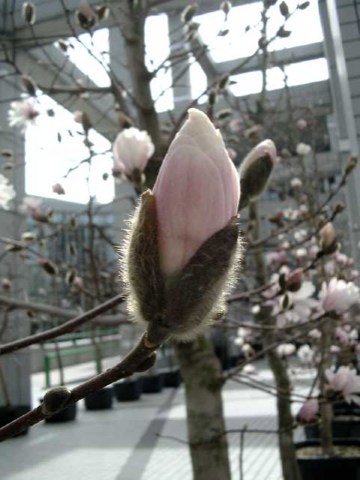 つぼみ 2004/04/06-1