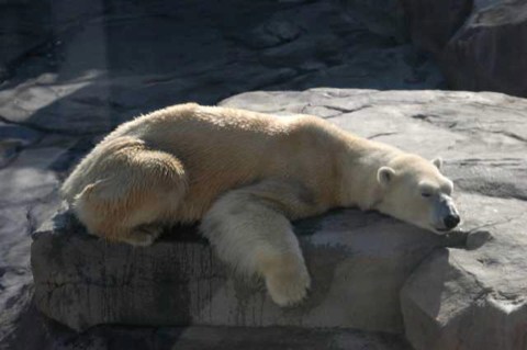 お昼寝 2004/04/09-1