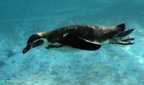 すいすい 2004/04/12-1