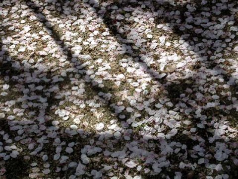 Jail みたい 2004/04/19-3