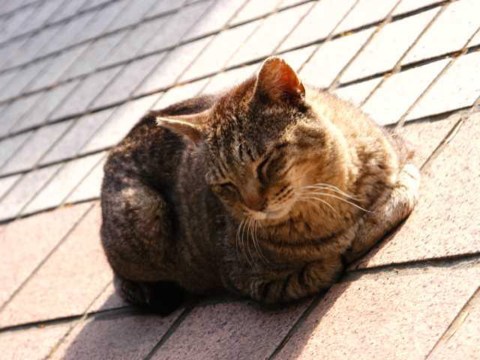 今日の猫 2004/04/23-1