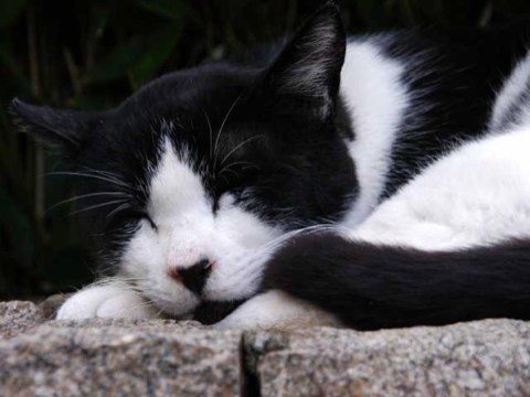 今日のねこ 2004/04/24-1