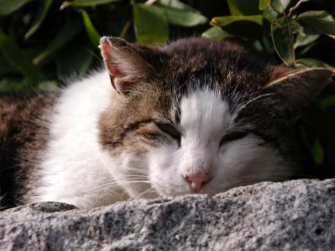 今日のねこ 2004/04/26-1
