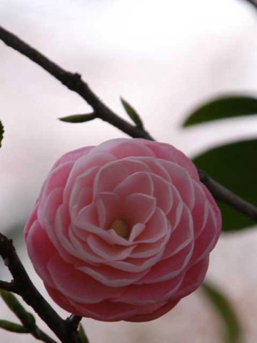 お花〜 2004/04/27-1