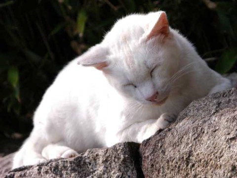 きょうの「ねこ」 2004/04/27-2