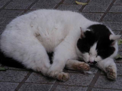 きょうのねこ 2004/04/28-1