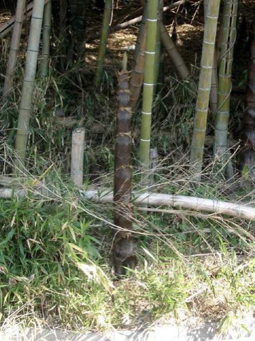 すくすく 2004/04/30-1