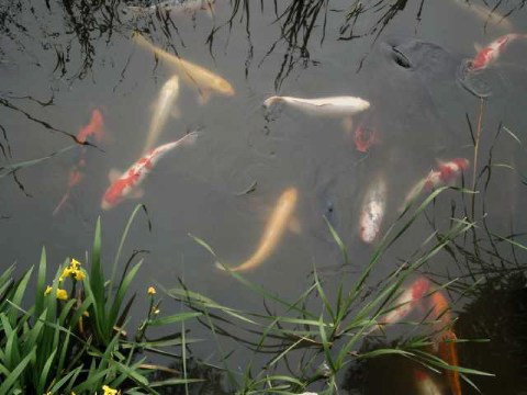 カラフル 2004/05/17-1