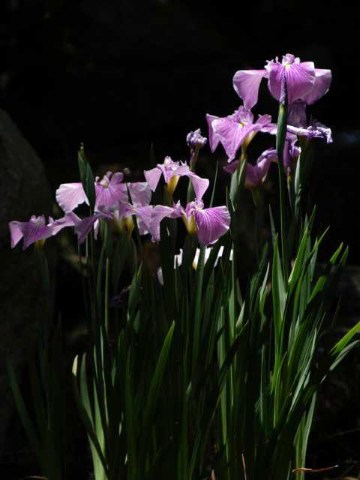 今日の花菖蒲 2004/06/04-1