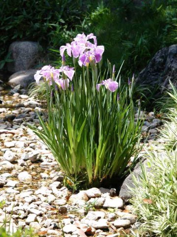 今日の花菖蒲 2004/06/03-1