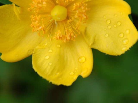 雨上がり 2004/05/16-1