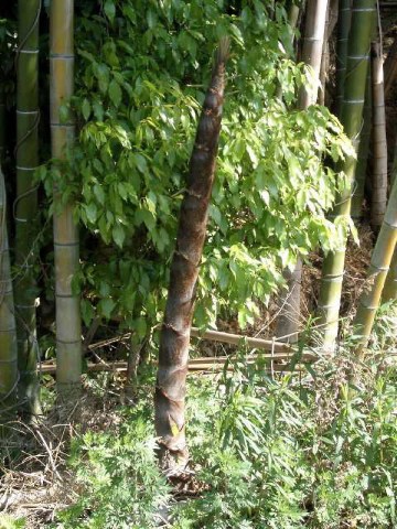 すくすく 2004/05/13-1