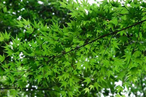 もみじ 2004/06/11-1