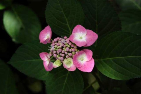 あじさい 2004/06/14-1