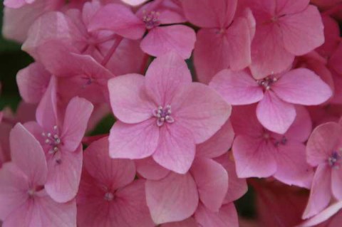 あじさい 満開 2004/06/14-2