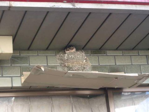 ツバメの巣 2004/06/16-2