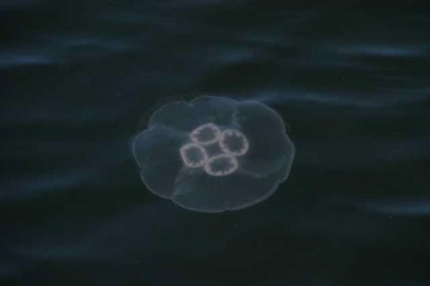 くらげ 2004/06/17-3