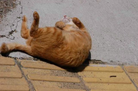 今日のねこ 2004/06/23-2