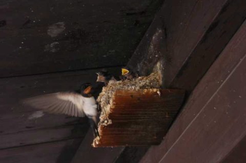 つばめ 2004/06/28-1