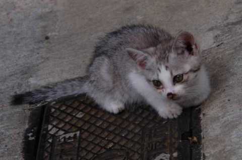 今日の子猫 2004/06/28-2