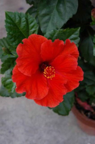 赤と緑 2004/06/30-1