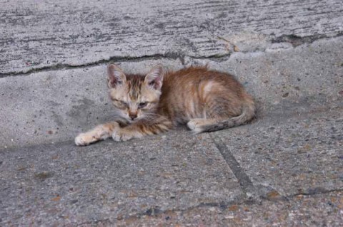 今日の子猫 2004/07/02-1