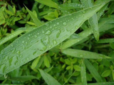 雨上がり 2004/07/03-3