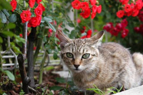 薔薇とねこ 2004/07/04-1